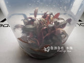 ADA 迷你血心蘭 Alternanthera reineckii 'Mini' IC408